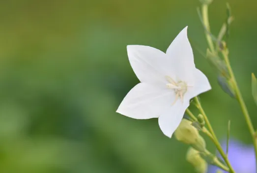 도라지의 효능&amp;#44; 건강에 좋은 이유 10가지