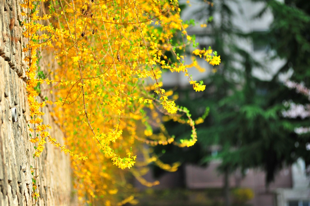 봄에 피는 꽃 개나리