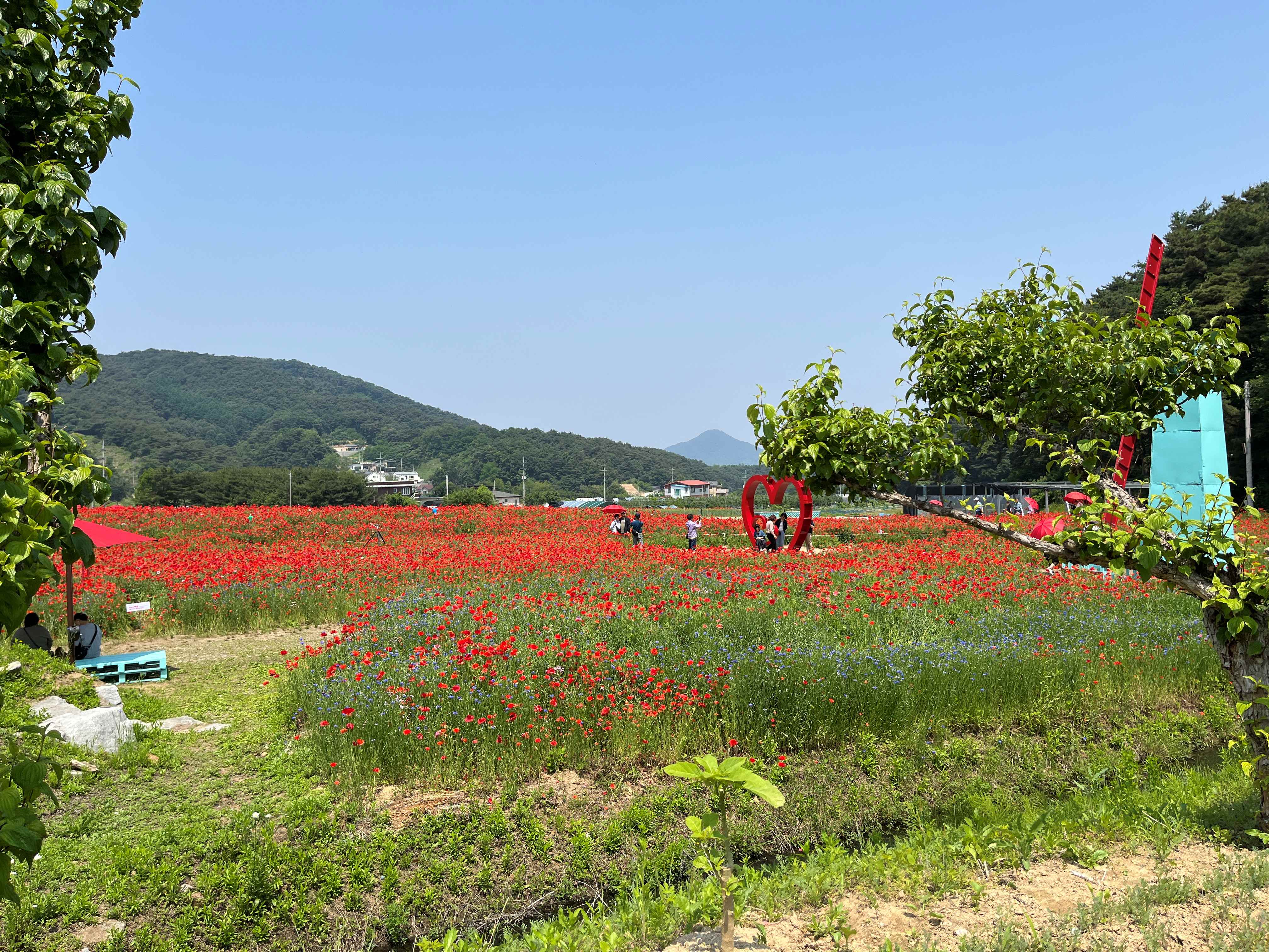 용수골 꽃양귀비 축제