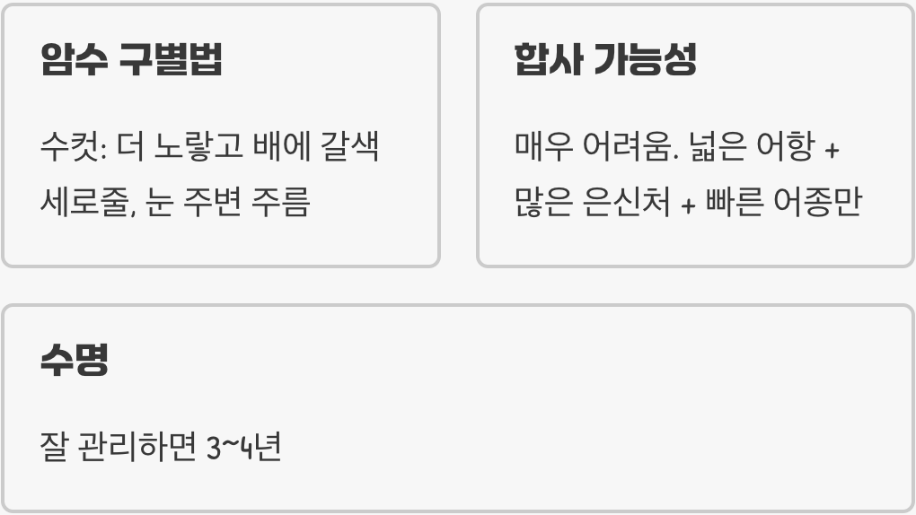 세상에서 제일 작은 복어, 인디언복어의 모든 것