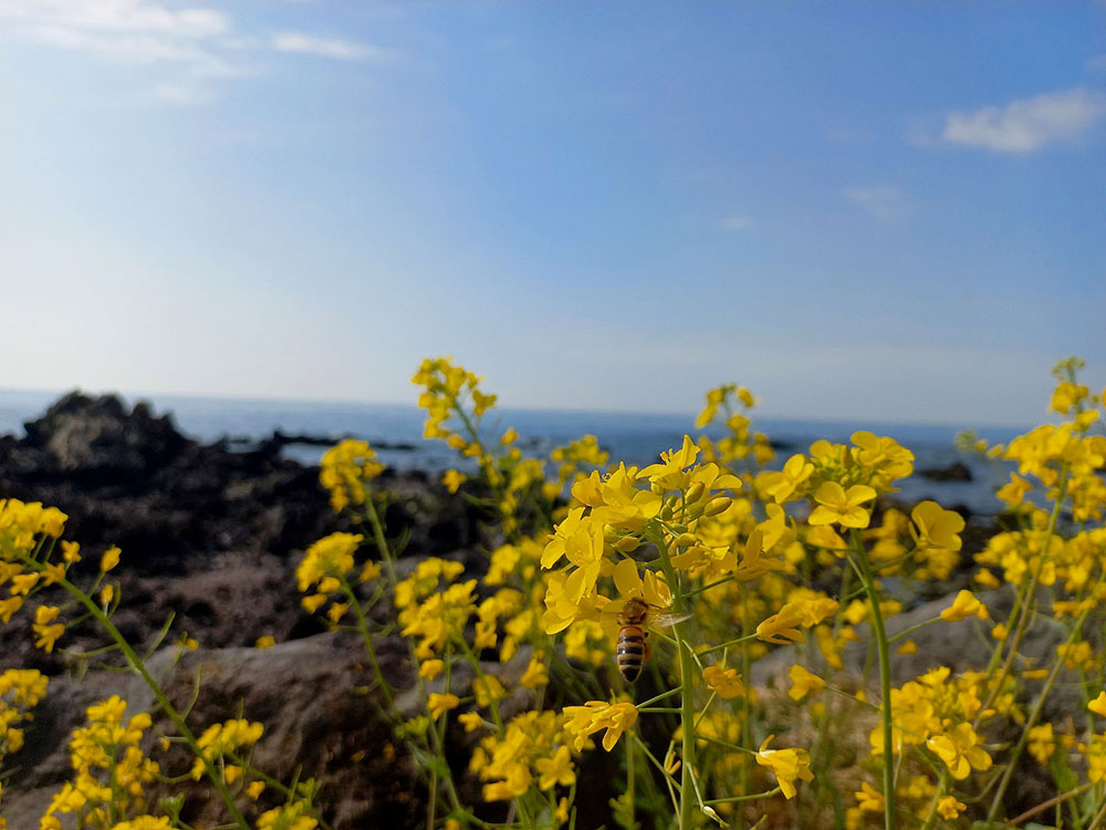 서귀포 바닷가 유채꽃(Rapeseed)