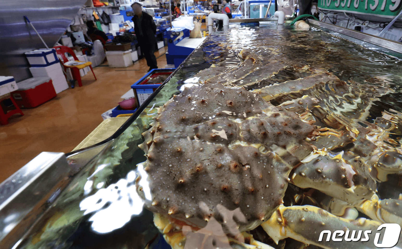 킹크랩 시세 조회