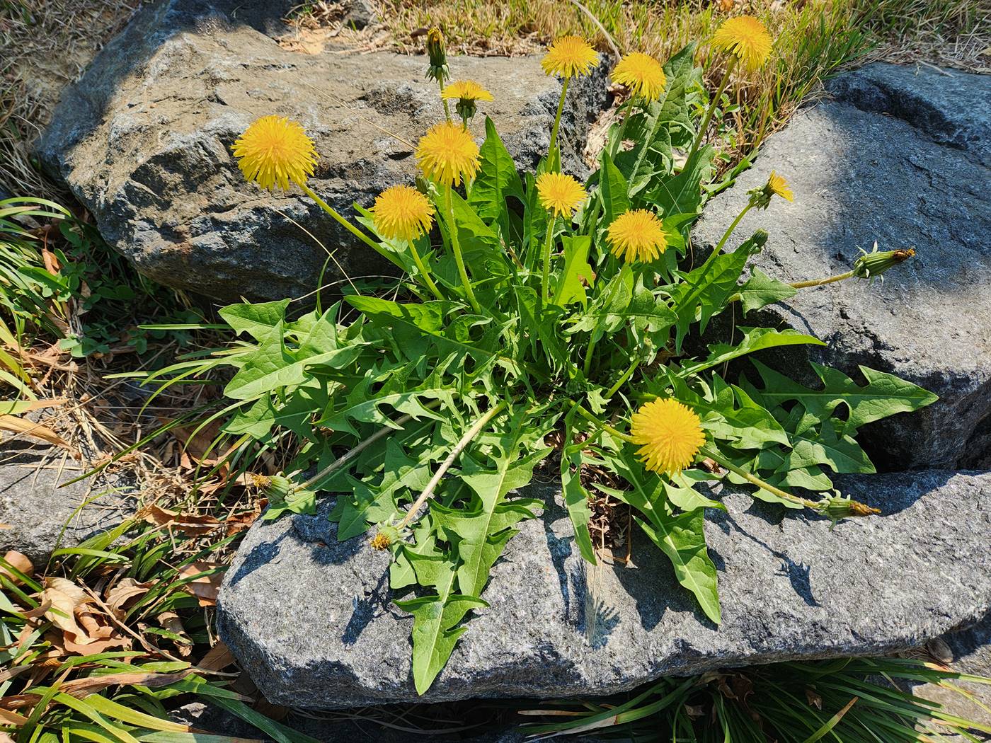 서양민들레 dandelion