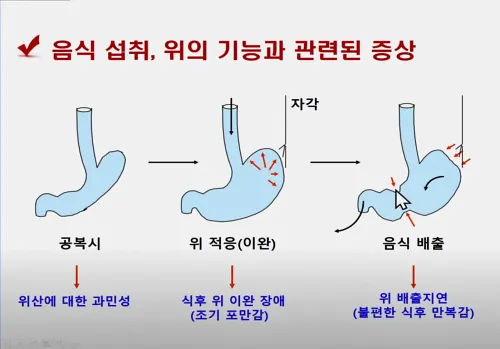 음식을 섭취 한 후의 위의 기능과 변화