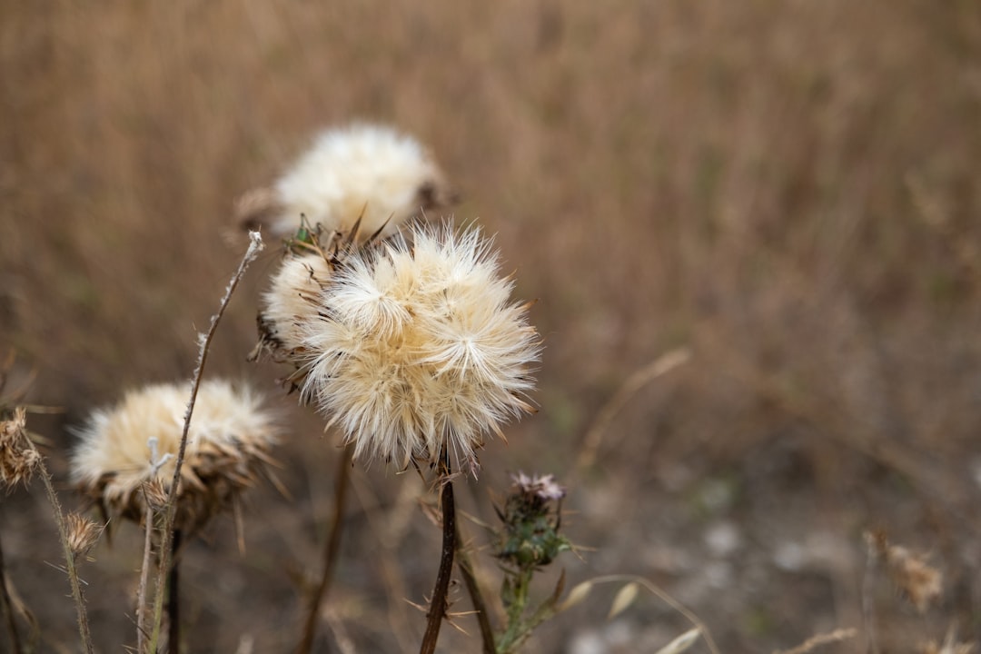Milk Thistle