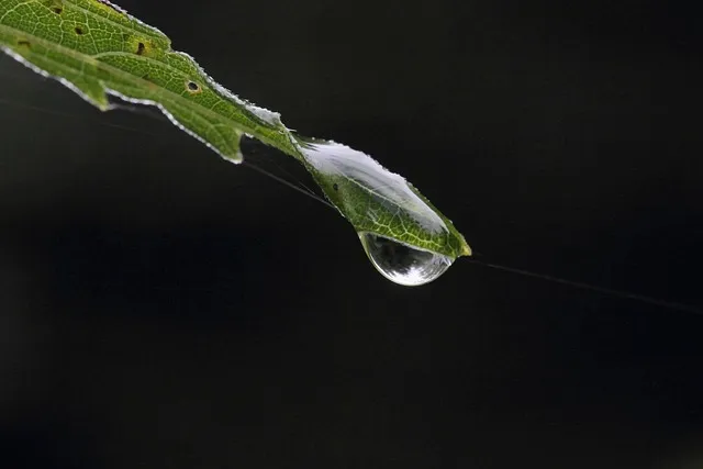 화분 잎끝마름 해결 습도관리 분무타이밍 물주기조절 실내가습 요령_1