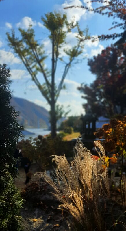 카페-대너리스-정원-갈대