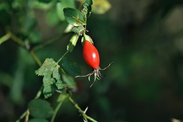 로즈힙 열매 한개