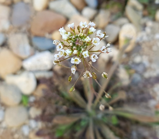 냉이 효능 및 부작용
