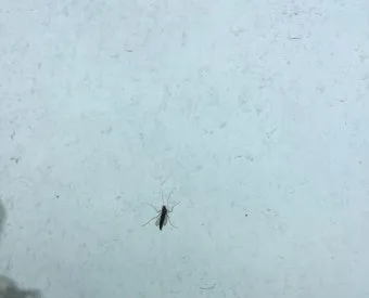 베란다 벌레 완벽 차단 방법과 여름철 실내 해충 예방 꿀팁_6