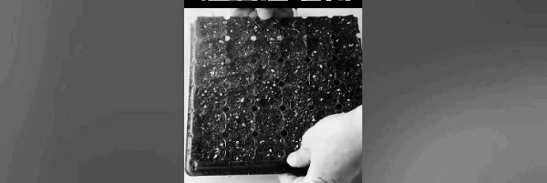 아스파라거스 씨앗 적정 온도: 25~30도