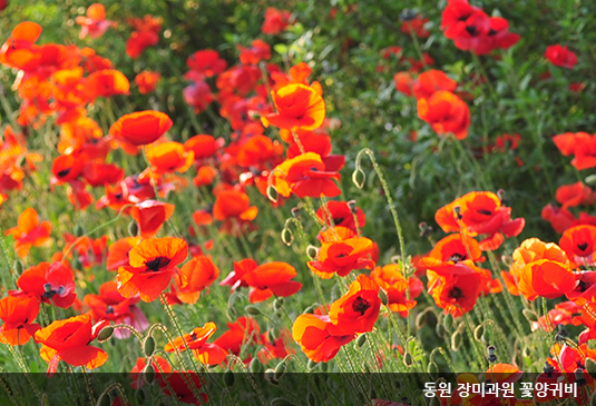 대전 한밭수목원 꽃구경