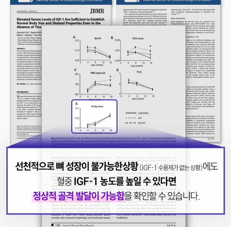 IGF-1 성장인자의 효과