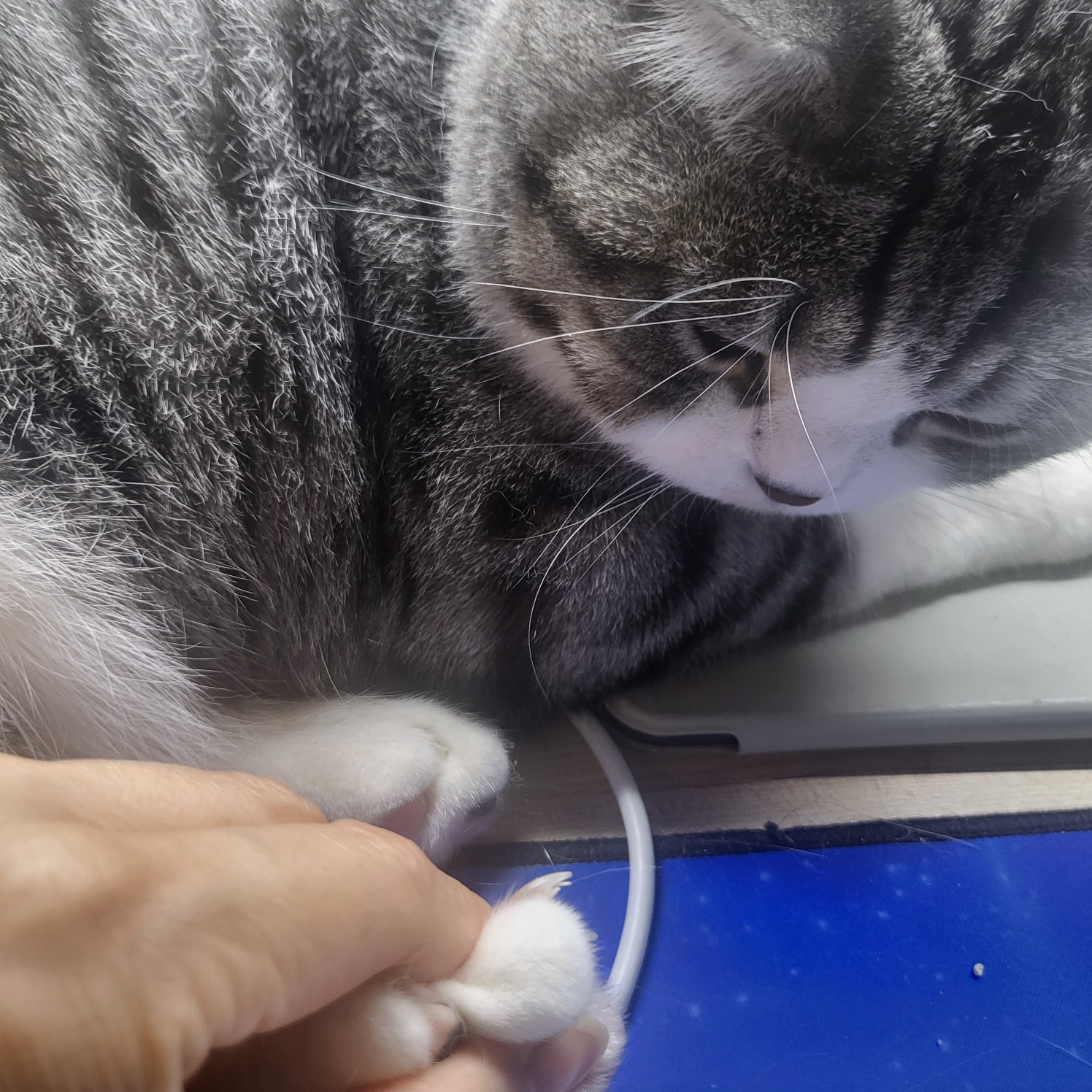 고양이 발톱깎기