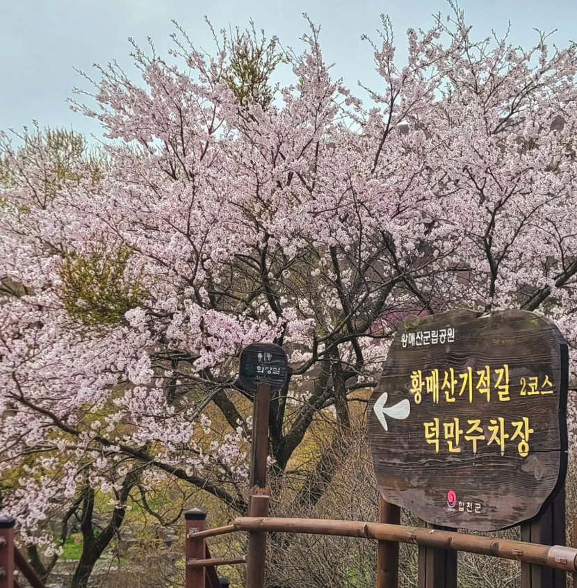 2025년 황매산 철쭉축제, 황매산 철쭉축제 날짜, 황매산 철쭉축제기간