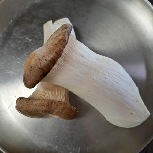 버섯