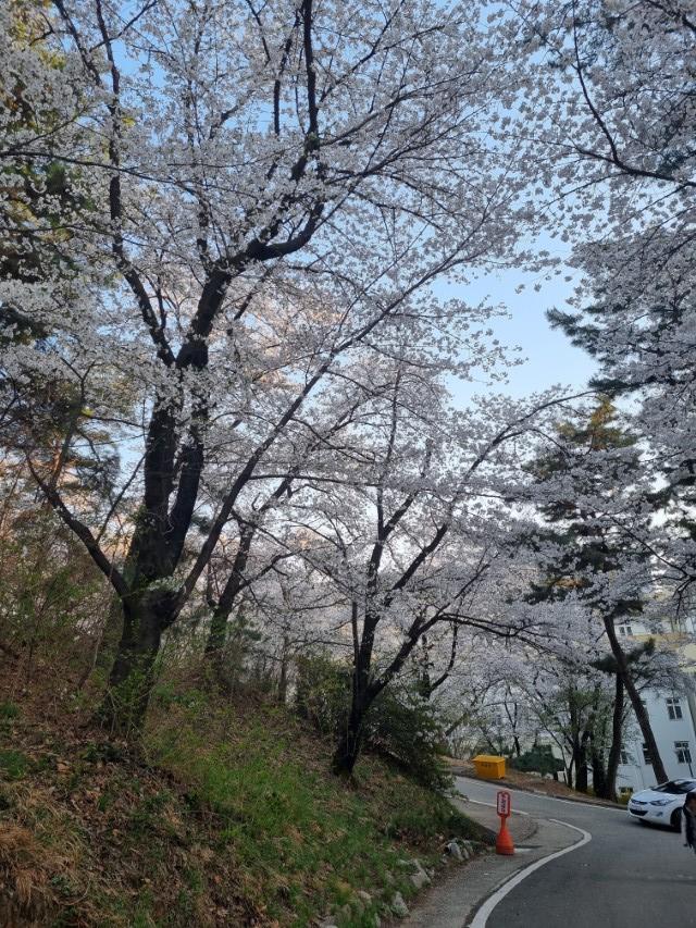 북일고 주변 도로 위로 펼쳐진 벚꽃 터널 풍경