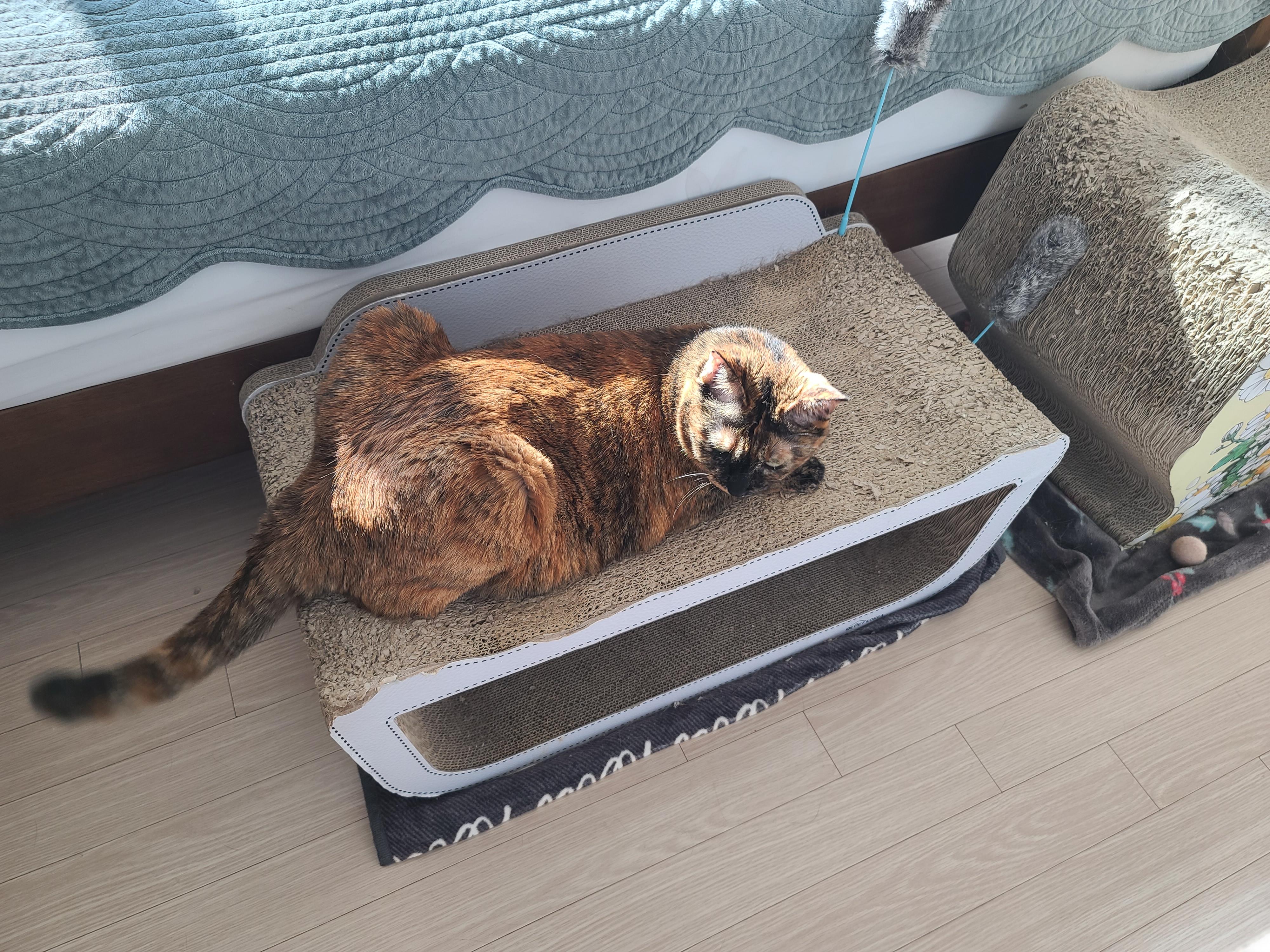 햇살 좋은 아침 고양이들과 모닝인사