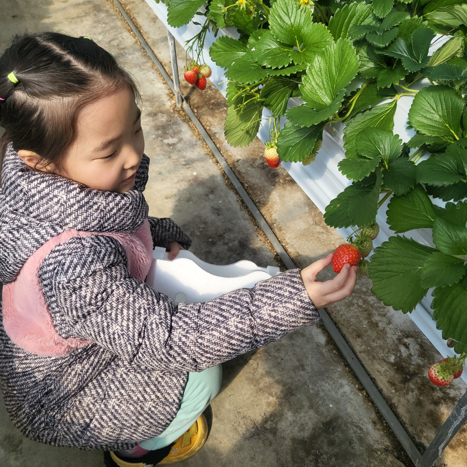 청주 딸기 체험&amp;#44; 딸기 케이크 만들기 (가산딸기 강추!!)