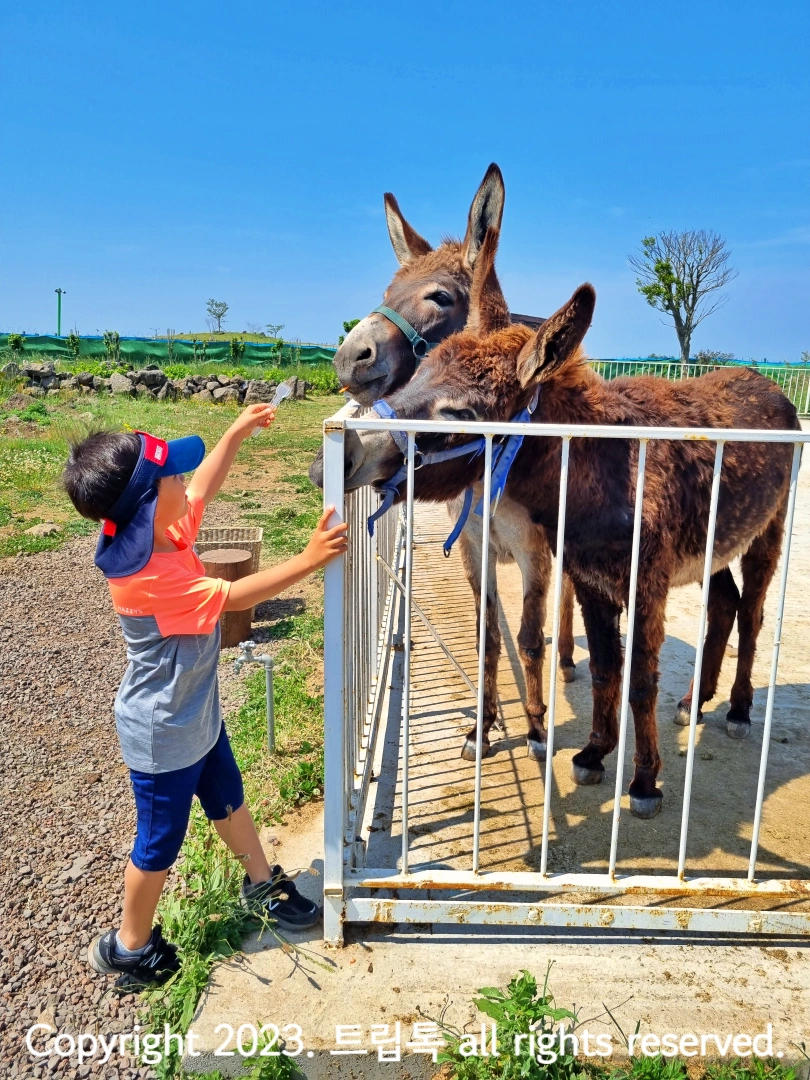 두마리 조랑말이 당근을 먹고있다