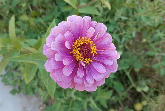 여름꽃 종류 모음 여름 꽃나무 추천 12가지 정리_1