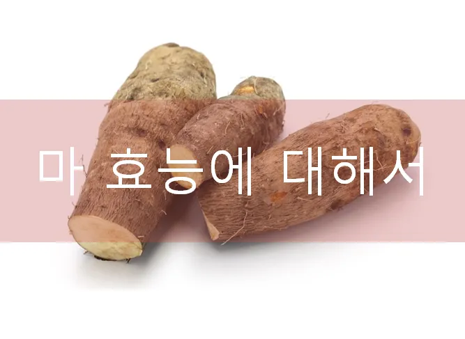 마 효능 보관법 먹는법 마즙 만들기까지 종합 가이드_4