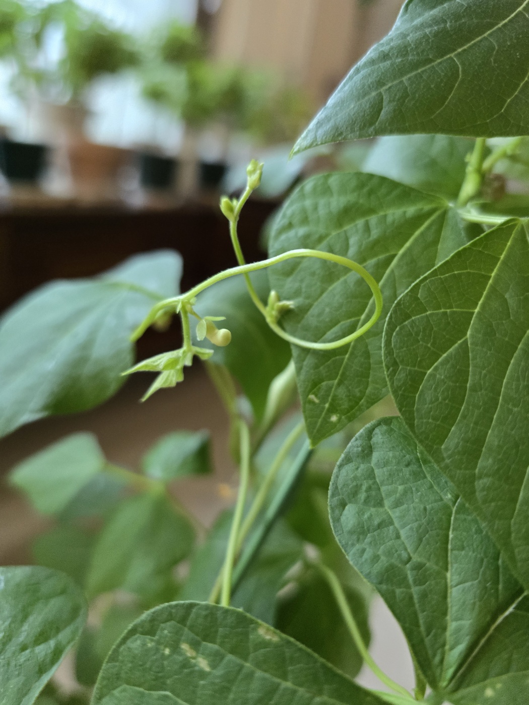 강낭콩의 꽃이만들어지고있어요.