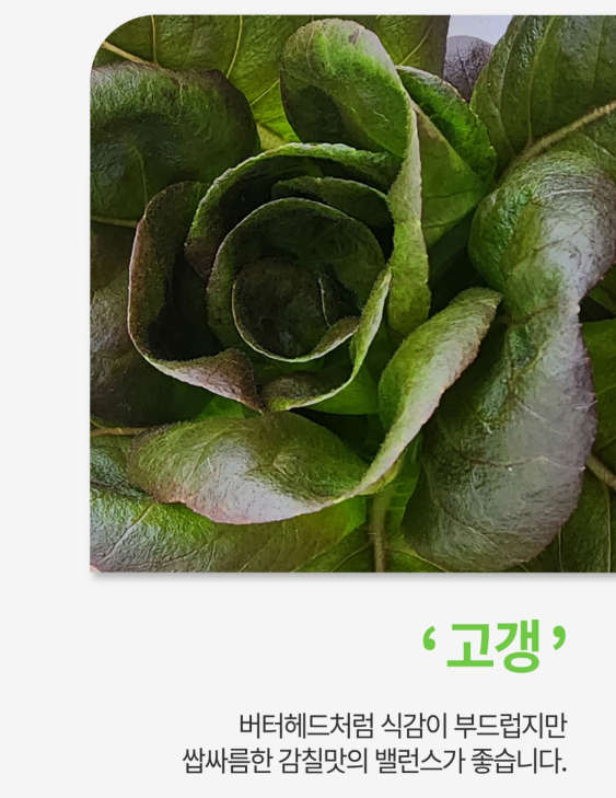 6시내고향 유럽쌈채소 경남 밀양 밀양상회