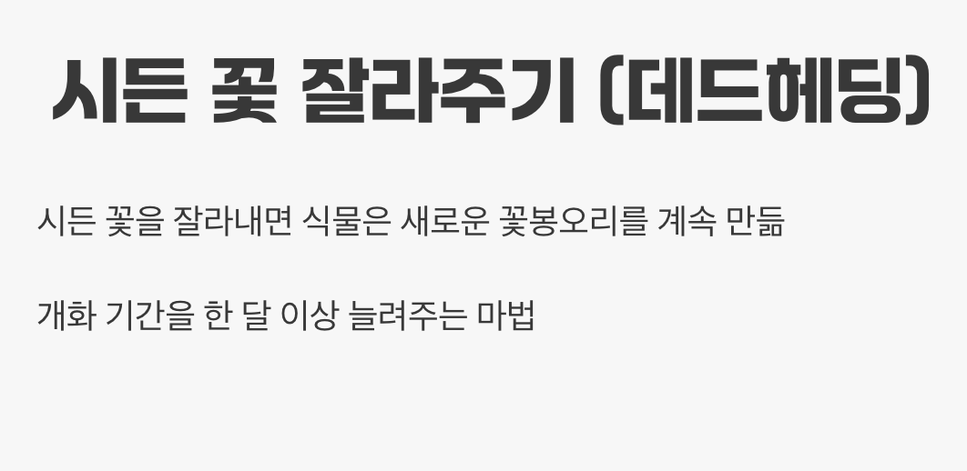 더 많은 꽃을 위한 즐거운 습관