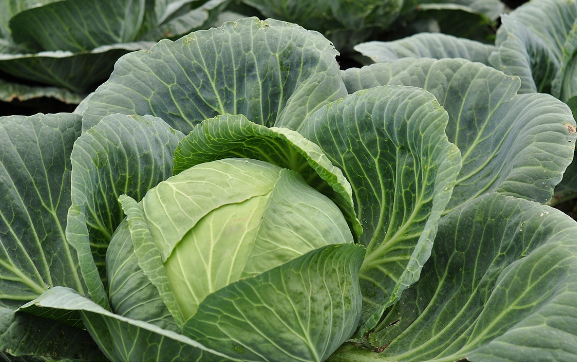 직장인을 위한 신장 건강 음식 양배추