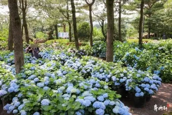 제주 여름 축제 일정표 불꽃놀이 포함 행사 소개_15