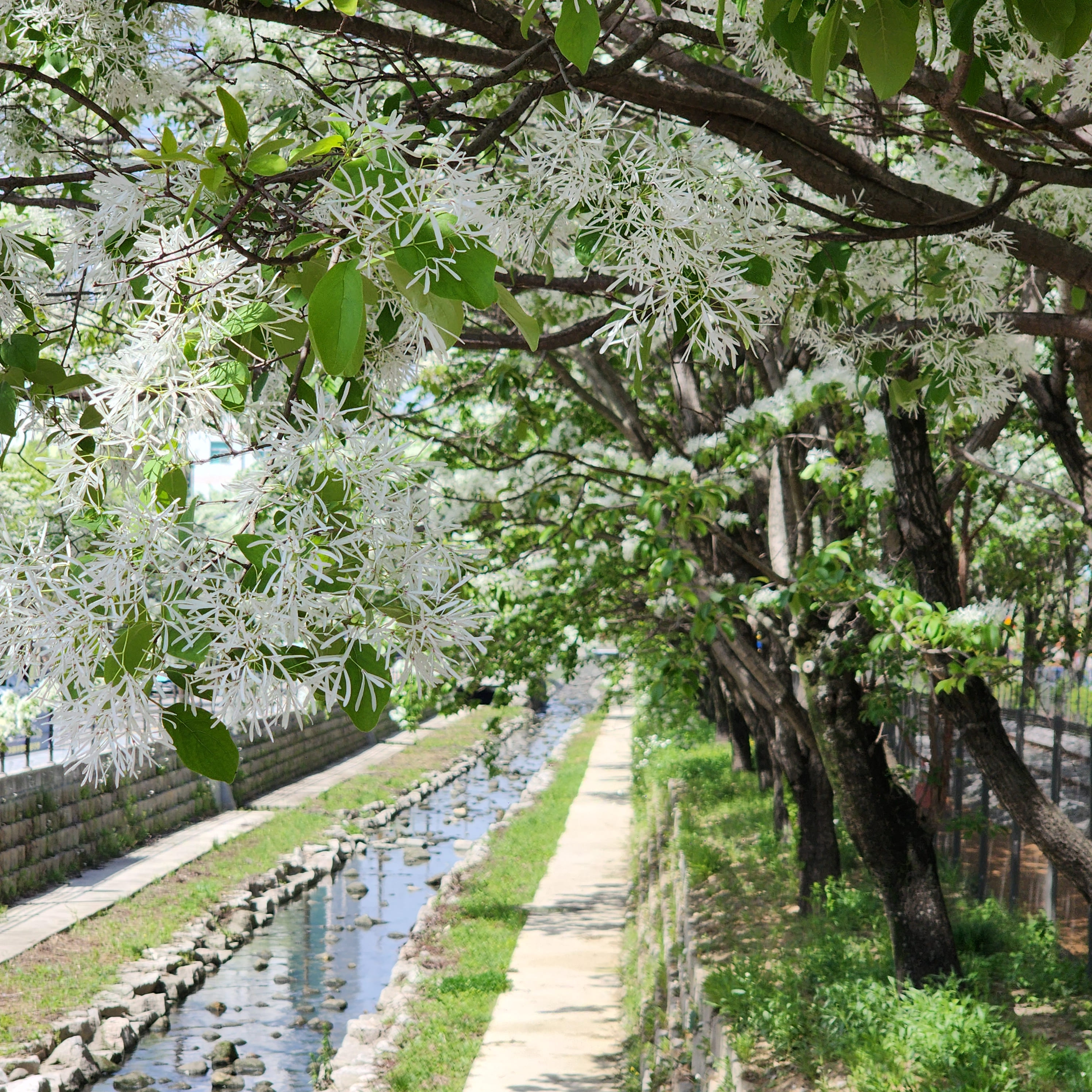 전주 팔복동 이팝나무 철길