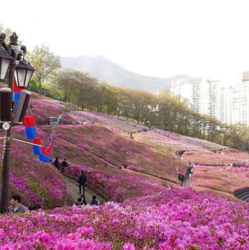 2023 군포 철쭉축제