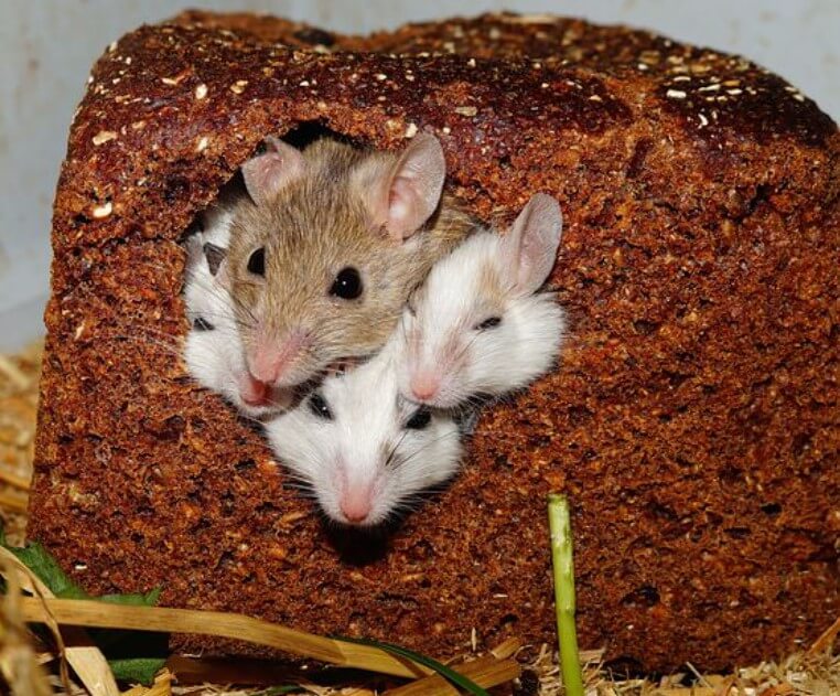 2023년쥐띠애정운