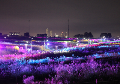 광주-서창억새축제-2024