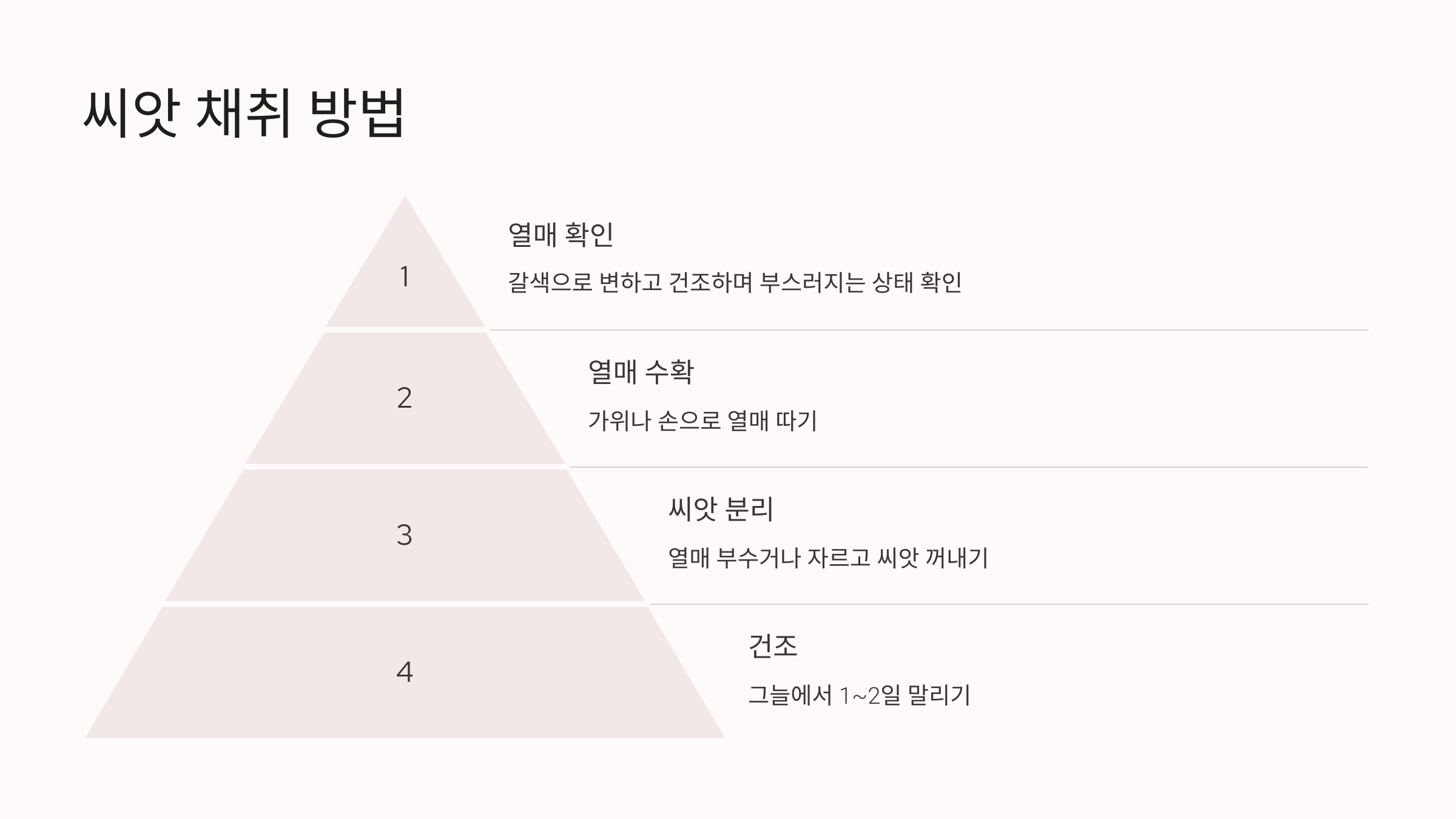 접시꽃 사진입니다.
