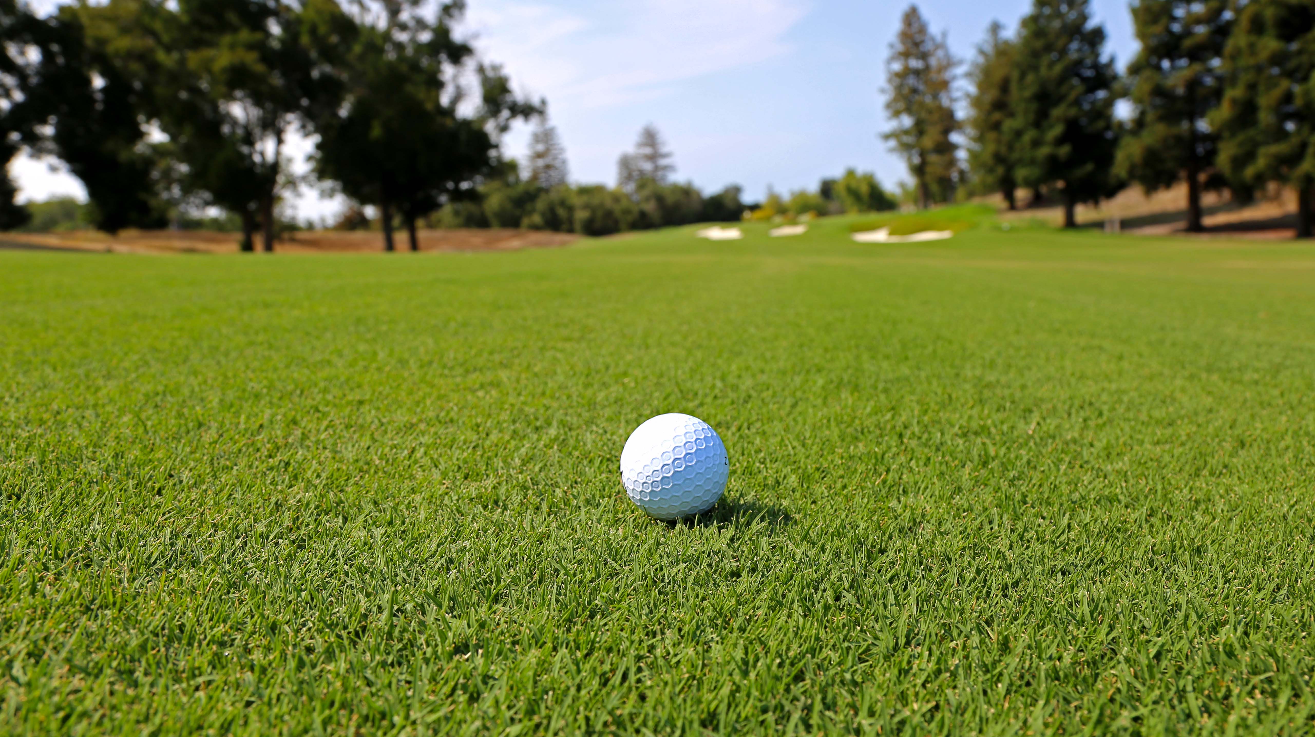 버뮤다그래스 (Bermudagrass)