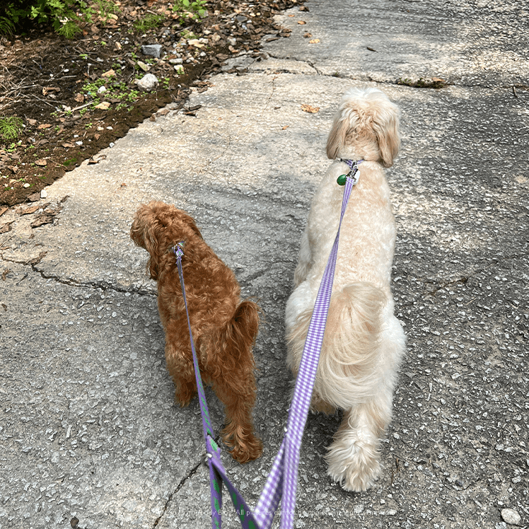 캠핑와도 산책은 필수