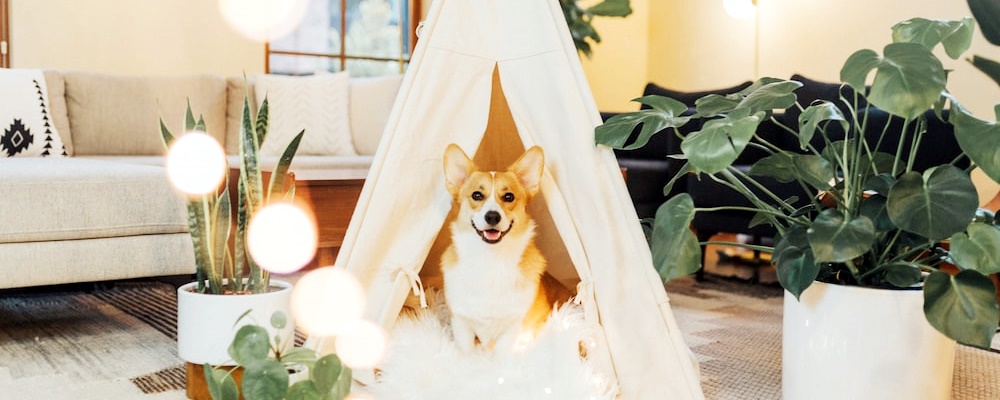 강아지 발정기 증상 4