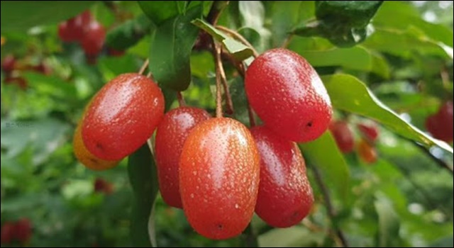 보리수 열매 효능 11가지