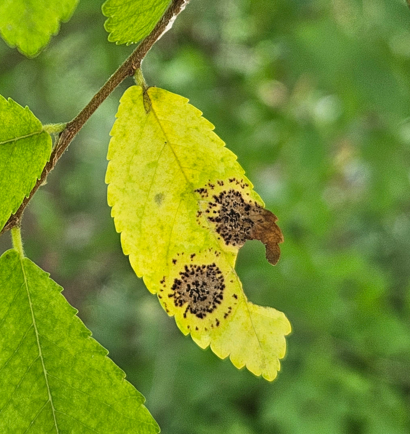 느릅나무 검은무늬병2