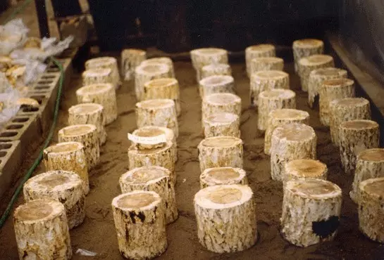 영지버섯 서식환경