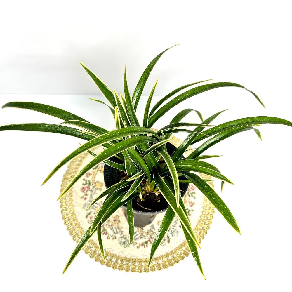 동양란 난 키우는법 물주는 방법