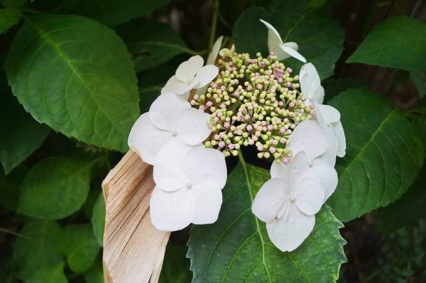 수국 꽃말과 개화시기 및 수국 종류를 아시나요? 수국은 다채로운 꽃과 아름다운 모습으로 인기를 끄는 식물이다. 풍성한 꽃다발과 다양한 색상은 화려하게 장식하는데 이상적입니다. 수국 꽃말과 개화시기, 수국 종류까지 읽어 보시기 바랍니다.
