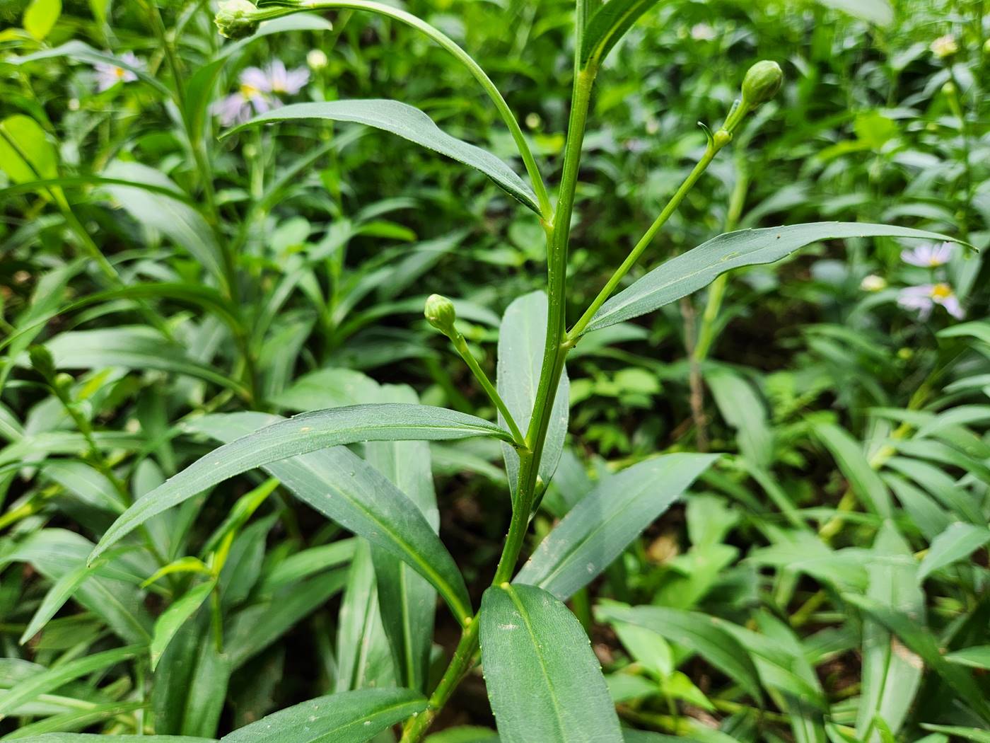 벌개미취 Korea Daisy