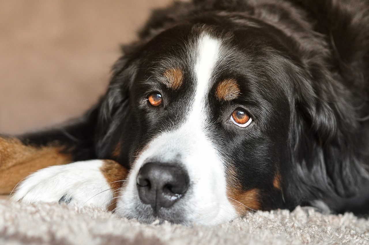 버니즈 마운틴 독(Bernese Mountain Dog)