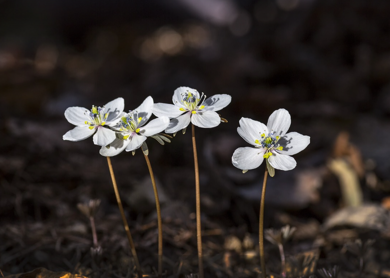 청주 청남대 영춘제