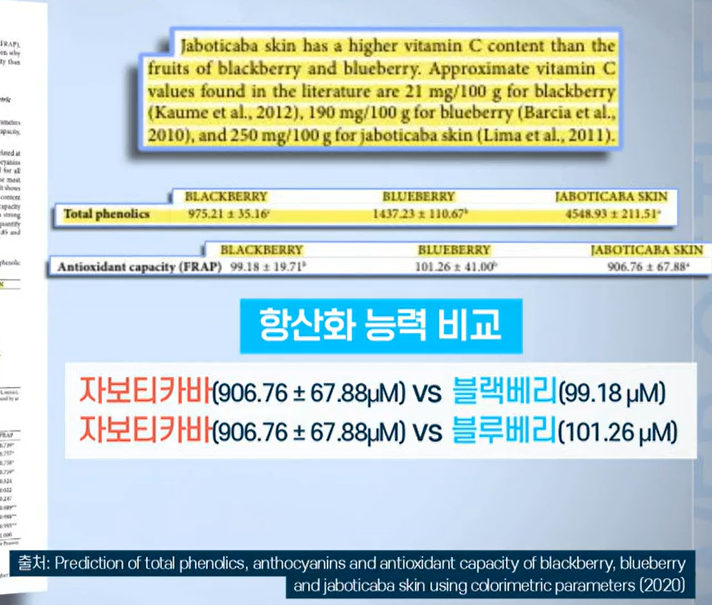 자보티카바 효능