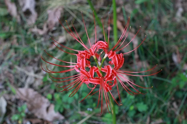 꽃무릇과 상사화 차이 요약 정리를 한눈에_9