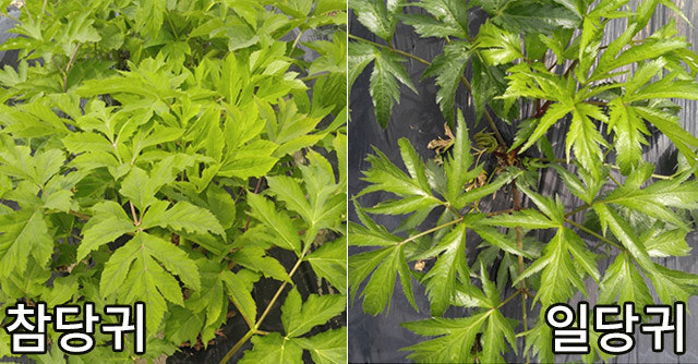 일당귀 vs 참당귀 차이점 비교, 효능 및 부작용